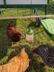 Trois poulets s'amusant avec leur jouet à picorer suspendu