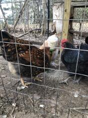 Poulets dans un poulailler qui picorent Omlet Pendant Poppy jouet