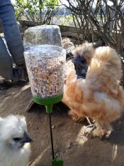 Poulets bruns et blancs duveteux mangeant du maïs dans un jouet à picorer