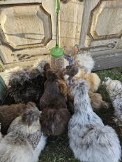 Beaucoup de poules picorent des friandises dans le jouet à picorer de la poule Pendant 