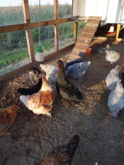 Poulets dans un parcours avec Omlet jouet à picorer pour poulets