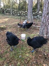 Poules utilisant un jouet à picorer dans un jardin