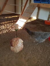 Poules dans un parcours avec Omlet jouet à picorer pour poules