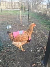 Un poulet portant un gilet de haute visibilité rose