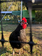 Pretty boo le matin (sssh, elle ne sait pas qu'elle est une poule mouillée)