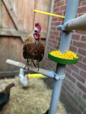 Un poulet debout sur un perchoir en bois, depuis un arbre fait de perchoirs