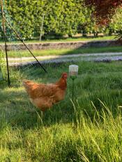 Poule avec Poppy jouet à picorer