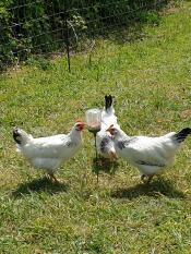 Les poulets adorent leur nouveau jouet à picorer