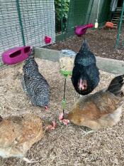 Quatre poules heureuses