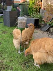 Deux poules picorant des graines de leur jouet à picorer