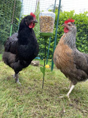 2 poulets mangeant des graines de leur jouet à picorer