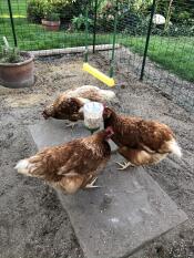 Les filles aiment leur Poppy pecker !