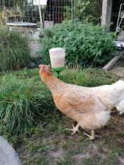 Un poulet brun pâle mangeant du maïs dans un jouet à picorer