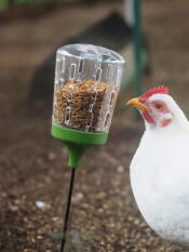 Maja a pris le coup de main avec son jouet à picorer. les poules l'adorent. 