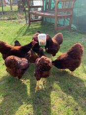 Poulets avec leur jouet à picorer Omlet 