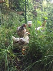 Poulets dans Omlet walk in chicken run with Omlet chicken peck toy