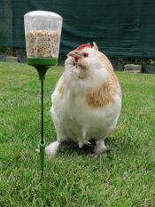 Une poule picorant des graines dans un jouet à picorer