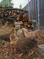 Poulets picorant sur Omlet Poppy picorer jouet porte-gâteries