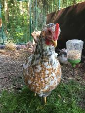 Poulets dans Omlet walk in chicken run with Omlet chicken peck toy