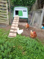 Récemment installé, confort des poules ravies 