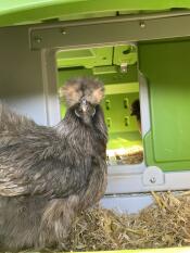 Tranquille dans mon poulailler Grizou et Fanette sont sécurisées 