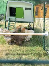 Chicken run Eglu Cube avec 3 brahmas 