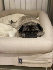Confortable comme un carlin