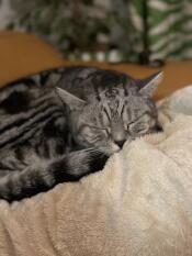 HuGo adore sa nouvelle couverture en peluche