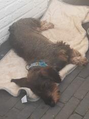 Un chien qui apprécie de dormir sur sa couverture