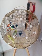 Wisky et Coca adorent leur cage ;-)