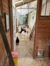 Une installation de balançoire pour poulets à l'intérieur d'un espace clos pour les poulets.