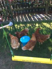 Des poulets devant leur balançoire à poulets jaune