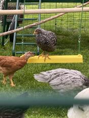 Un poulet perché sur une balançoire à poulet