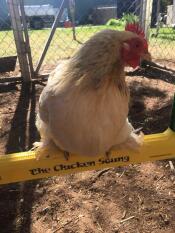 Un poulet assis sur une balançoire à poulet