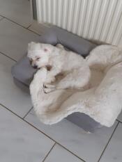 Un petit chien blanc dans un petit lit gris avec une couverture en peau de mouton