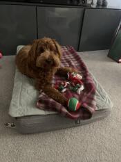 Un chien brun frisé couché sur son lit gris