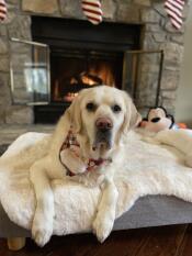 Un chien blanc se reposant sur sa couverture en peau de mouton