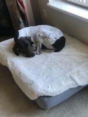 Un chien qui dort sur son lit gris et sa couverture en peau de mouton