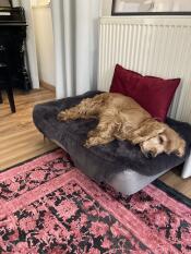 Le lit pour chien le plus beau et le plus pratique qui existe !!! 