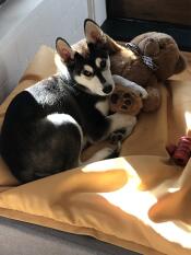 Un chiot sur son lit gris avec un pouf jaune.