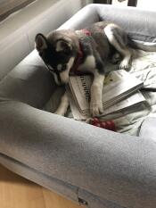 Un chien qui mâche un journal dans son lit gris avec traversin.