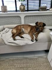Un chien brun qui profite de l'espace de son grand lit beige