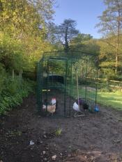 Des poulets heureux !