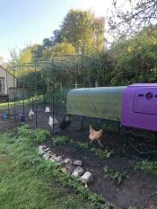 Des poulets heureux !