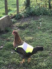 Hetty adore sa fabuleuse nouvelle veste à taille haute !