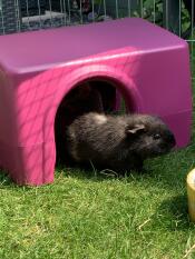 Oreo profite de son abri Zippi! 