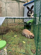 Nibbles et clover appréciant leur course Omlet! 