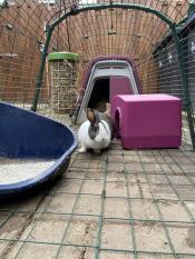 Un lapin dans un parcours avec un clapier violet Go attaché et un abri