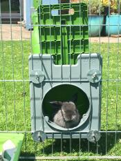 Bébé lion lop