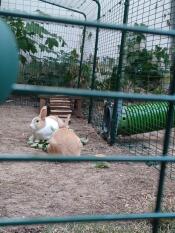 Rocky et sarih adorent le tunnel qui relie l'écurie à l'enclos extérieur